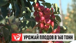 ВОЛГОГРАДСКИЕ АГРАРИИ УВЕЛИЧАТ ПРОИЗВОДСТВО ЯГОД И ФРУКТОВ ДО 160 ТЫС. ТОНН
