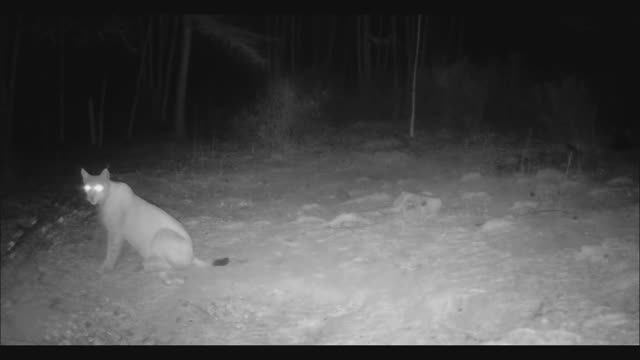 КАБАНЫ РЫСЬ ОЛЕНЬ КОСУЛЯ ЗАЯЦ смотреть онлайн