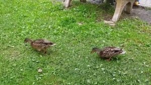 У нас в микрорайоне !!!