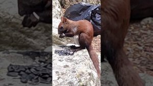 Белочки альплагеря Уллу-Тау август 2025.mp4