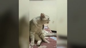 Наш TG https://t.me/liveofcats