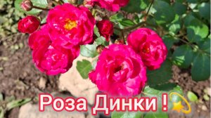 Роза Динки