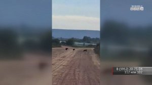 Подростки засняли троих медвежат на острове Зуй в Братске