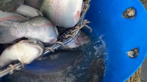 Средняя навеска Форели