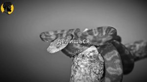 (20 УРОК) ЖЕНЩИНЫ НИКОГДА НЕ ЗАБЫВАЮТ ТОГО, КТО ЗАМОЛЧАЛ _ СТОИЦИЗМ