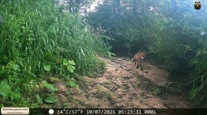 А это, по всей видимости, их мамаша. Несет детям (хотя и подросшим) деликатесы на завтрак
