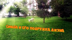 Симба и его подружка Джуна