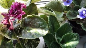 Подкормка сенполии.
.