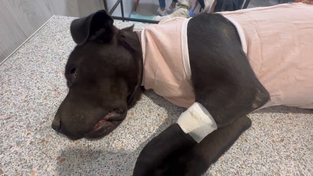 Стерилизация собак смотреть онлайн