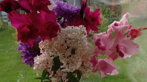 жизнь на крайнем севере/заброшенный сад/как всё успеть сделать