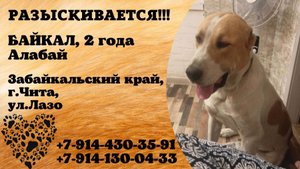 Пропала собака! БАЙКАЛ. 2 года. Алабай. Забайкальский край, г.Чита