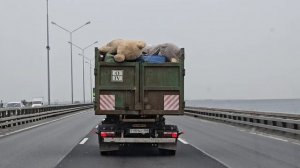 Мишка едет на свалку