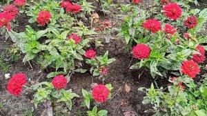 красивые цветы