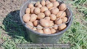 Картофель, сорт Коломбо, Пикассо, Породистая!!!