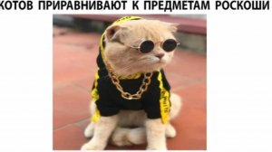Котов приравнивают к предметам роскоши мемы 3