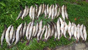 Мешок рыбы за 1 час в Сургуте