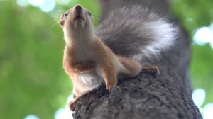 Балерина ест орешки. Зарисовка