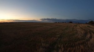 2025_08_28_куропатки_стая_посов