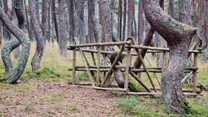 КАЛИНИНГРАД, ДЕНЬ3,КУРШСКАЯ КОСА,ТАНЦУЮЩИЙ ЛЕС,БАЛТИЙСКОЕ МОРЕ