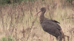 Найденного на Смоленщине черного аиста выпустили на волю