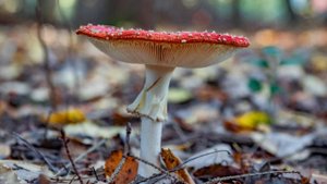 Забирают все здоровье: в чем опасность «грибных ретритов»