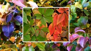 АВГУСТ ЩЕДРЫЙ.