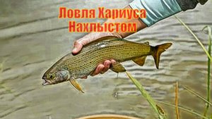 Ловля Хариуса Нахлыстом