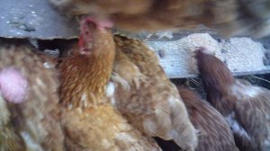 Кормление курочек 29 августа 2025