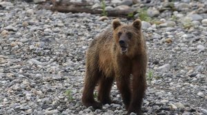 Медведь напал на грибника и едва не задрал его в Приморье