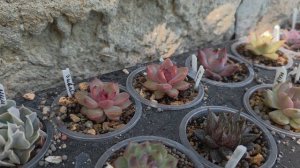 Вести суккулентных полей 🌱 Август 2025