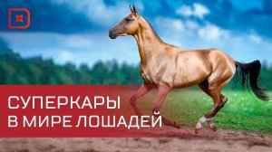 Как  живется в республике чистокровным ахалтекинцам