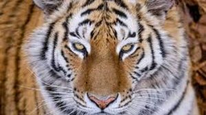 Необычные и интересные факты о тиграх.