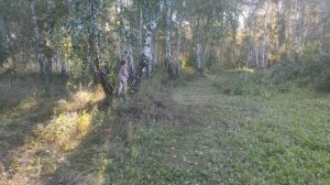 фотасэсия в лесу