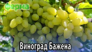 Виноград холодоустойчивый Бажена