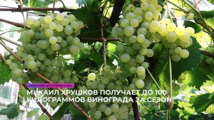 Михаил Хрушков получает до 100 килограммов винограда за сезон
