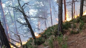 Площадь лесного пожара в Геленджике достигла почти 40 гектаров