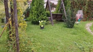 Ищу место соснам. Кажется нашла. Уезжаем