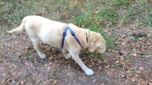 2_5298490751217340218.mp4