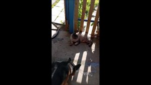 Собака. Кот. Том и Кос