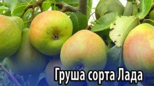 Груша зимостойкого сорта Лада