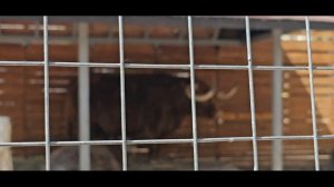 Растём вместе с Нильсом В Зоопарке с классом