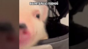 это самые милые свинки