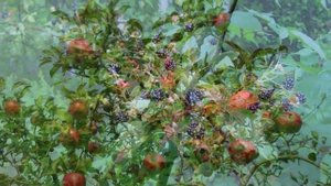 АВГУСТ. САДОВЫЙ ВАЛЬС.