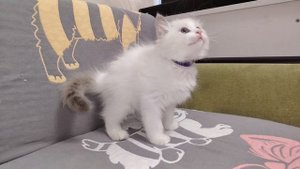 Котенок рэгдолл Silk Griffon Foggi.mp4