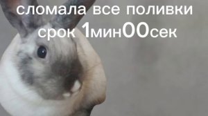 Внимание появился пушисты нарушитель