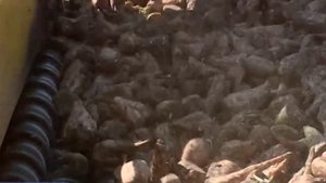 В Воронежской области началась уборка сахарной свёклы