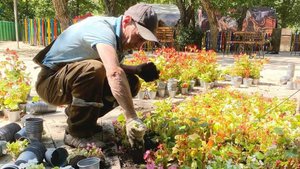 Тысяча бегоний украсили парк Гагарина в Симферополе