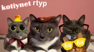 kotiynet RTYP😹