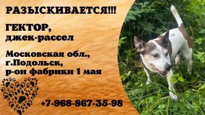 Пропала собака! ГЕКТОР, джек-рассел. Московская обл., г.Подольск.