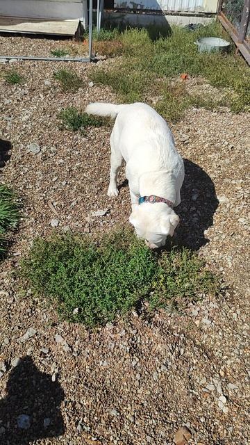 Зогостиница  У Неллис Стерлитамак. Передержка  домашних животных.  Лилу и Барри